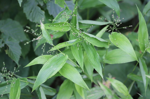 Image of Dichanthelium latifolium by (c) Quinten Wiegersma, some rights reserved (CC BY)