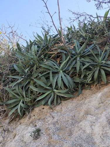 Image of Agave capensis by (c) Abraham Sánchez Romero, some rights reserved (CC BY)