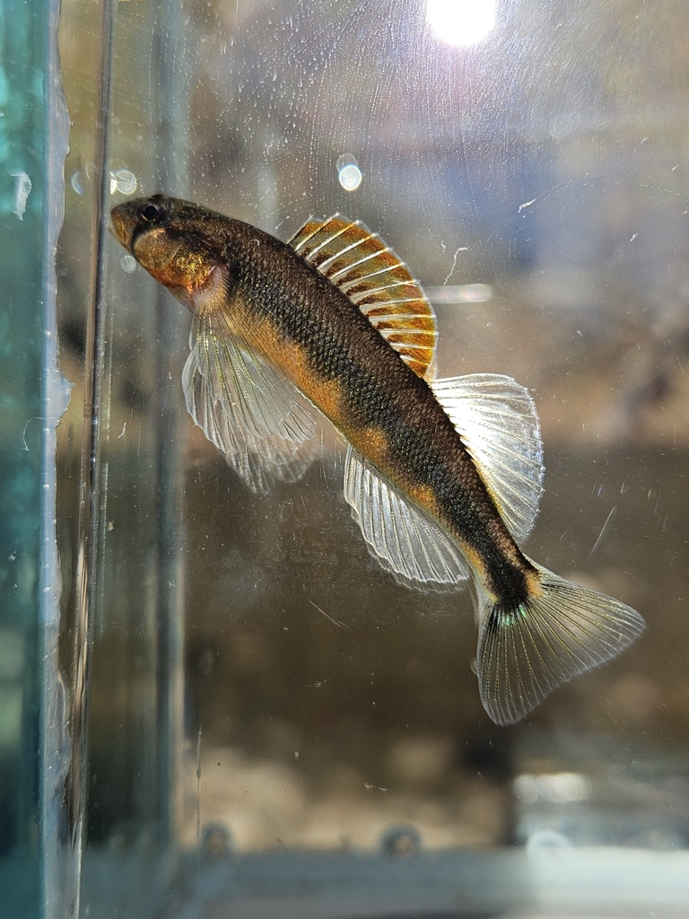 Gilt Darter