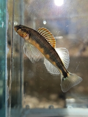Gilt Darter photo 1