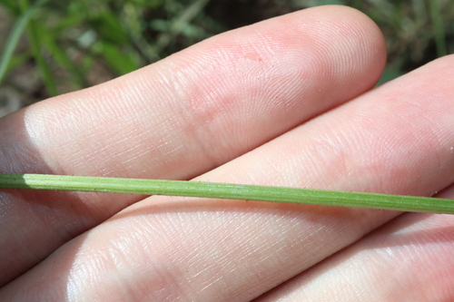 Image of Vigna vexillata by (c) Thomas Mesaglio, some rights reserved (CC BY)