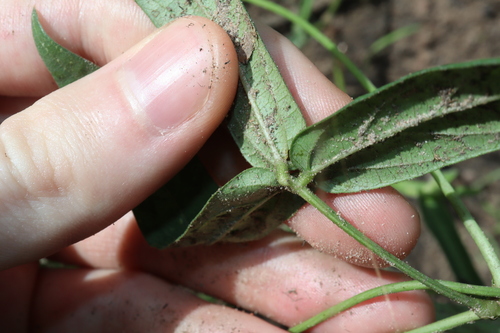 Image of Vigna vexillata by (c) Thomas Mesaglio, some rights reserved (CC BY)