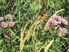 Danaus plexippus