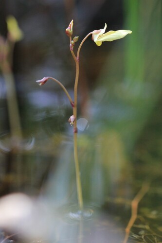 Image of Utricularia minor by (c) Quinten Wiegersma, some rights reserved (CC BY)