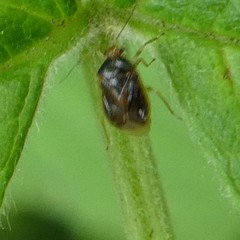 Monalocoris filicis