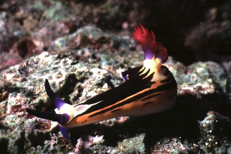 Nembrotha megalocera