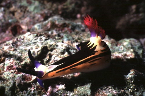 Nembrotha Megalocera · Inaturalist