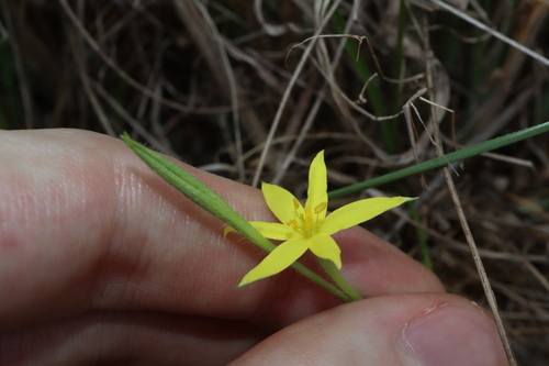 Hypoxis nervosa, photograph 1