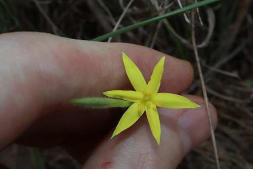 Hypoxis nervosa