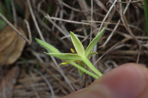 Hypoxis nervosa, photograph 2