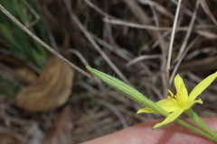 Hypoxis nervosa, photograph (c) Thomas Mesaglio, some rights reserved (CC BY)