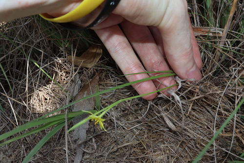 Hypoxis nervosa, photograph 4