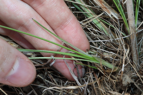 Hypoxis nervosa, photograph 5