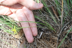 Hypoxis nervosa, photograph (c) Thomas Mesaglio, some rights reserved (CC BY)