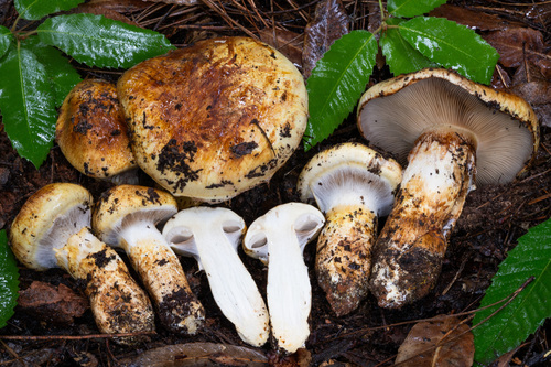 Cortinarius ponderosus