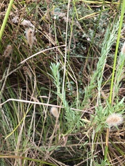 Lythrum californicum