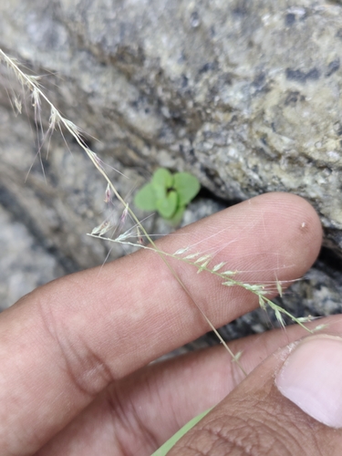 Relaxgrass (Muhlenbergia cenchroides)