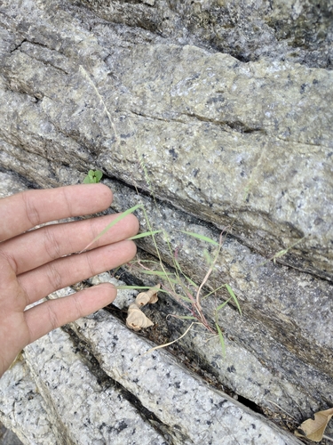 Image of Muhlenbergia cenchroides by (c) Abraham Sánchez Romero, some rights reserved (CC BY)