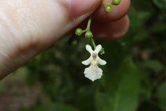 Smooth Chastetree (Vitex glabrata)
