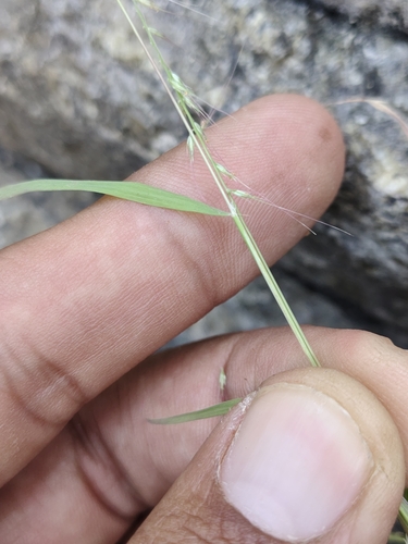 Image of Muhlenbergia cenchroides by (c) Abraham Sánchez Romero, some rights reserved (CC BY)