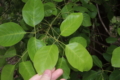 Image of Vitex glabrata by (c) Thomas Mesaglio, some rights reserved (CC BY)