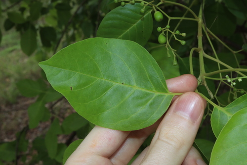Image of Vitex glabrata by (c) Thomas Mesaglio, some rights reserved (CC BY)