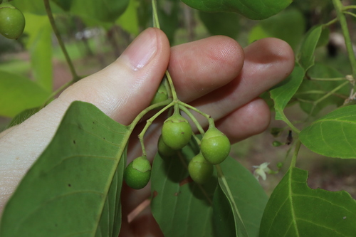Image of Vitex glabrata by (c) Thomas Mesaglio, some rights reserved (CC BY)
