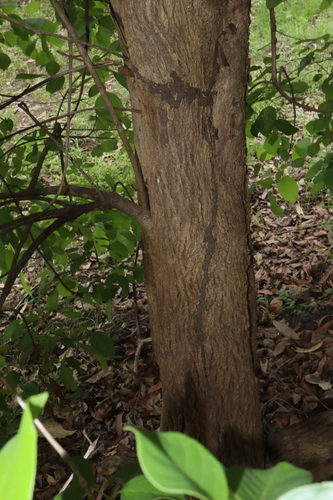 Image of Vitex glabrata by (c) Thomas Mesaglio, some rights reserved (CC BY)