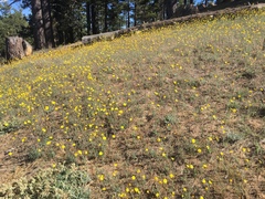 Madia elegans wheeleri