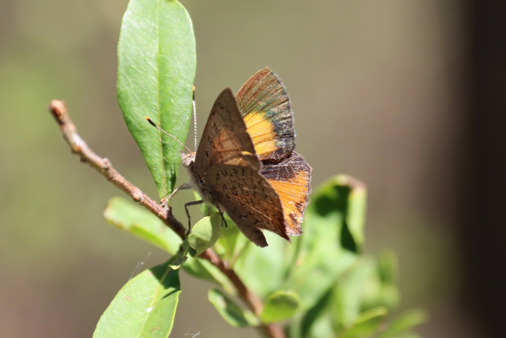 Eltham copper butterfly in December 2024 by Garry French · iNaturalist