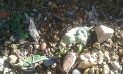 Macadamia integrifolia