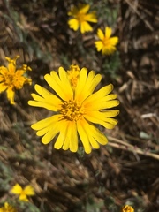 Madia elegans wheeleri