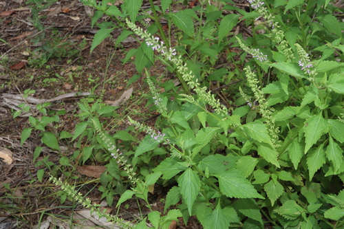 Image of Basilicum polystachyon by (c) Thomas Mesaglio, some rights reserved (CC BY)