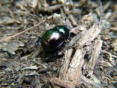 Trypocopris vernalis