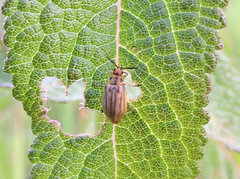 Ophraella notata