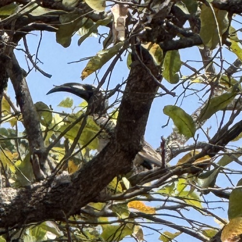African Gray Hornbill