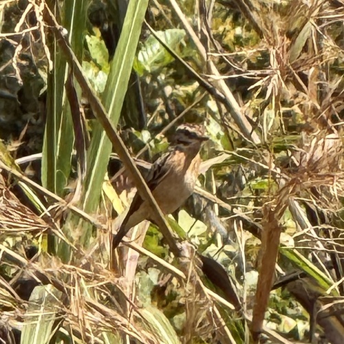 Whinchat