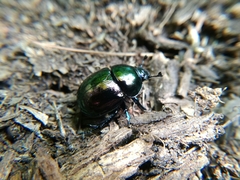 Trypocopris vernalis