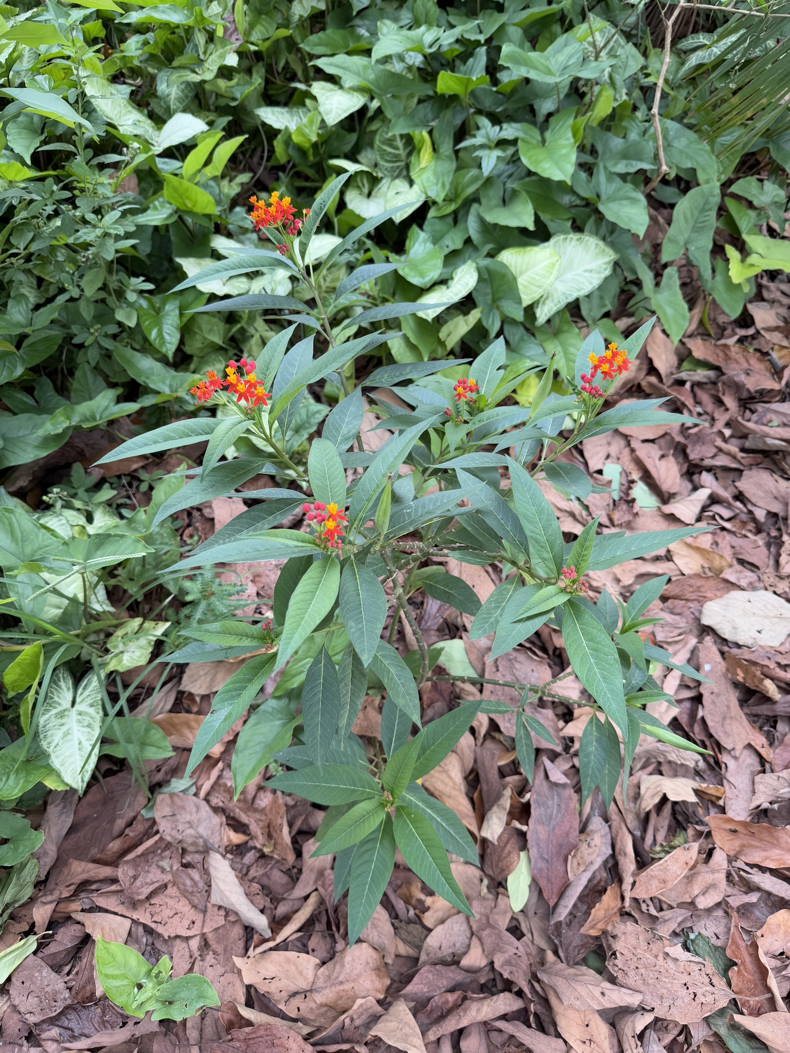 Asclepias curassavica
