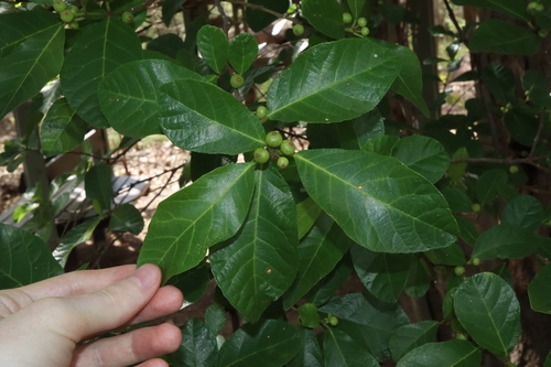 Ficus scobina, 2024-12-11
