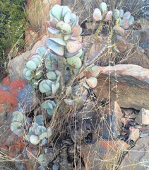 Crassula arborescens