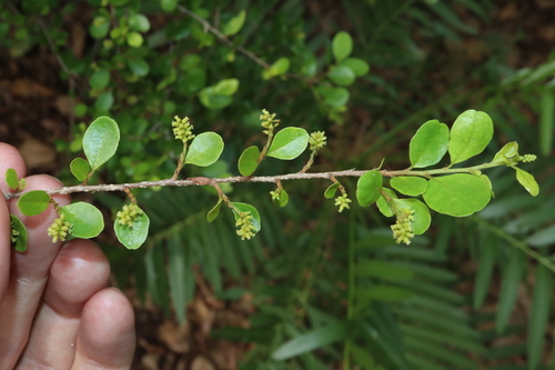Antidesma parvifolium (Antidesma parvifolium)