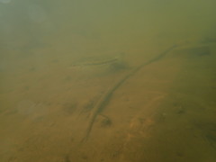 Micropterus punctulatus