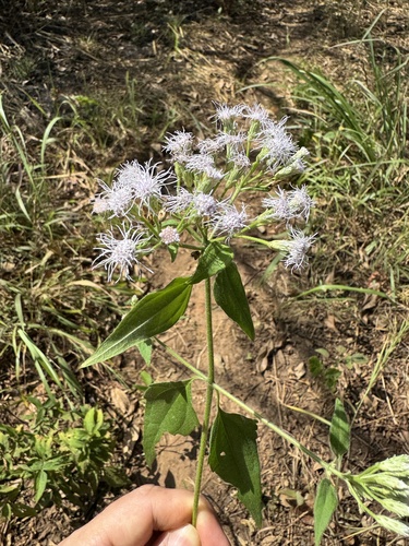 Siam weed