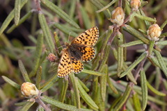 Boloria freija