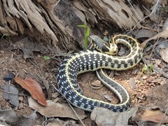 Thamnophis cyrtopsis cyrtopsis