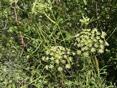 Angelica lineariloba
