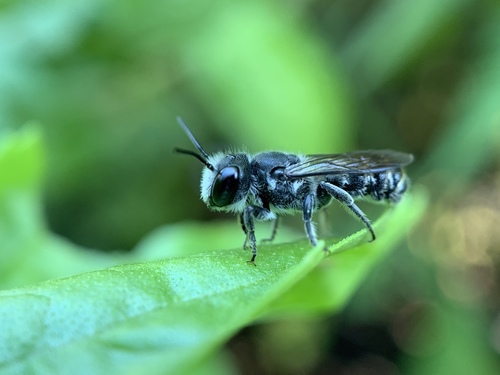 Bellflower Resin Bee