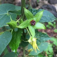 Gonolobus uniflorus