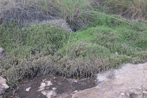 Micraira adamsii